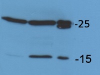 Lhcb5 | CP26 (Lhcb5) homolog, Chlamydomonas in the group Antibodies Plant/Algal / Photosynthesis / LHC at Agrisera AB (Antibodies for research) (AS09 407)